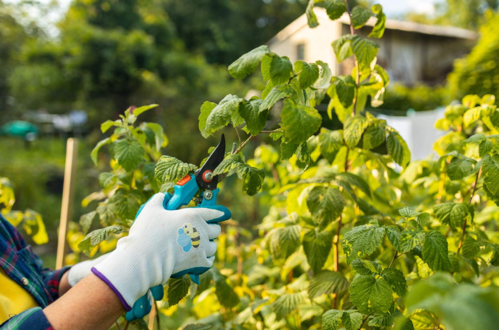 pruning raspberry bush