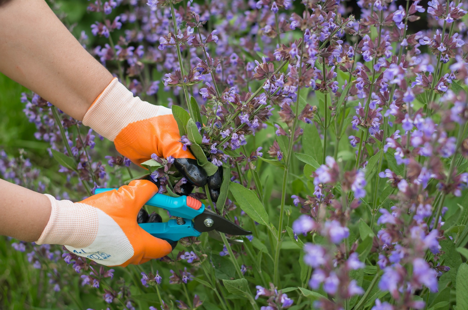 pruning sage flowers