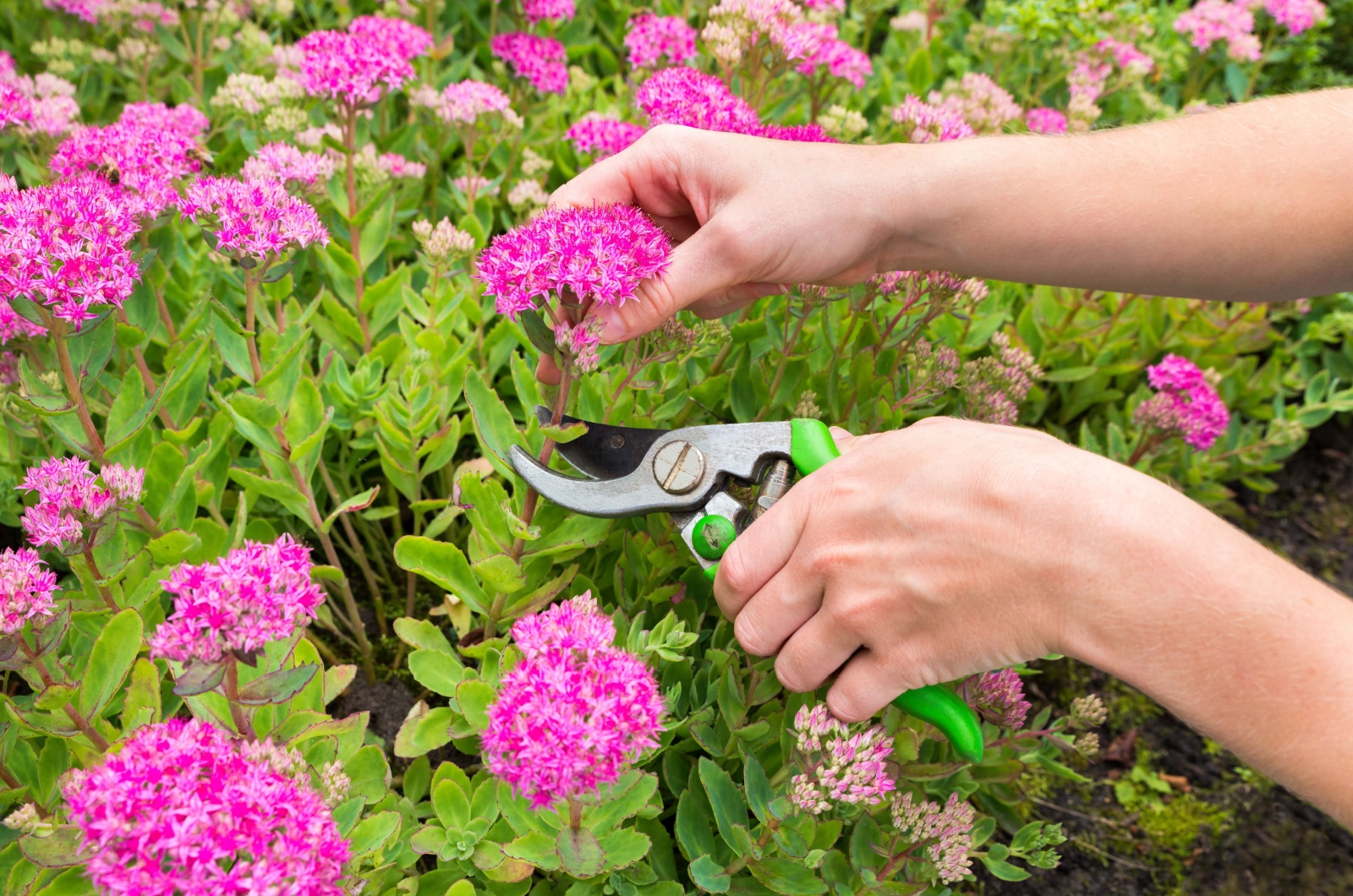 pruning sedum plant