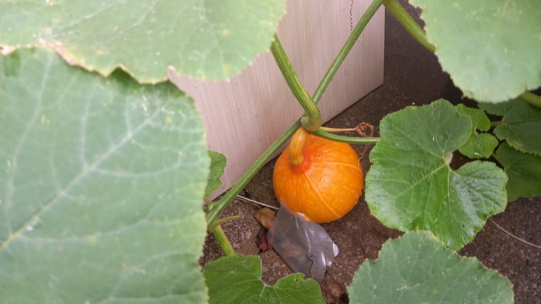 pumpkin growing in garden