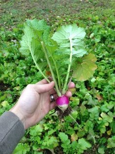 purple globe turnip plant