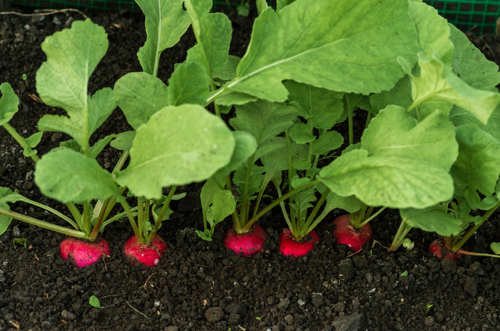 radish growing