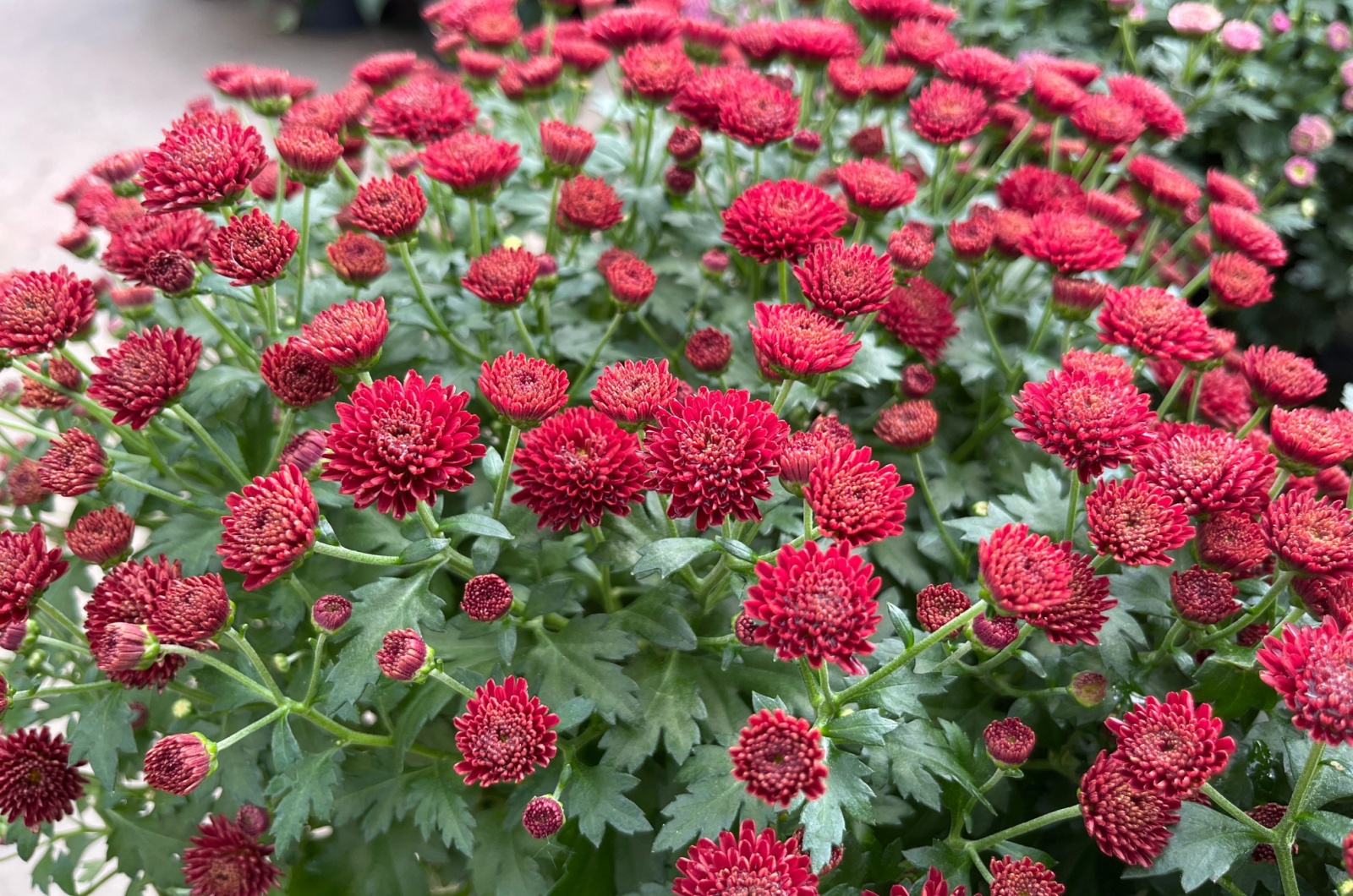 red garden mums