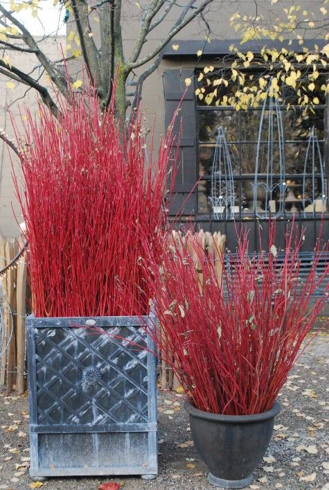 red twig dogwood