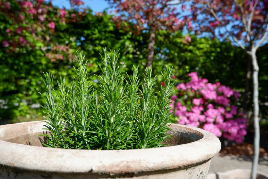 rosemary in a large white pot