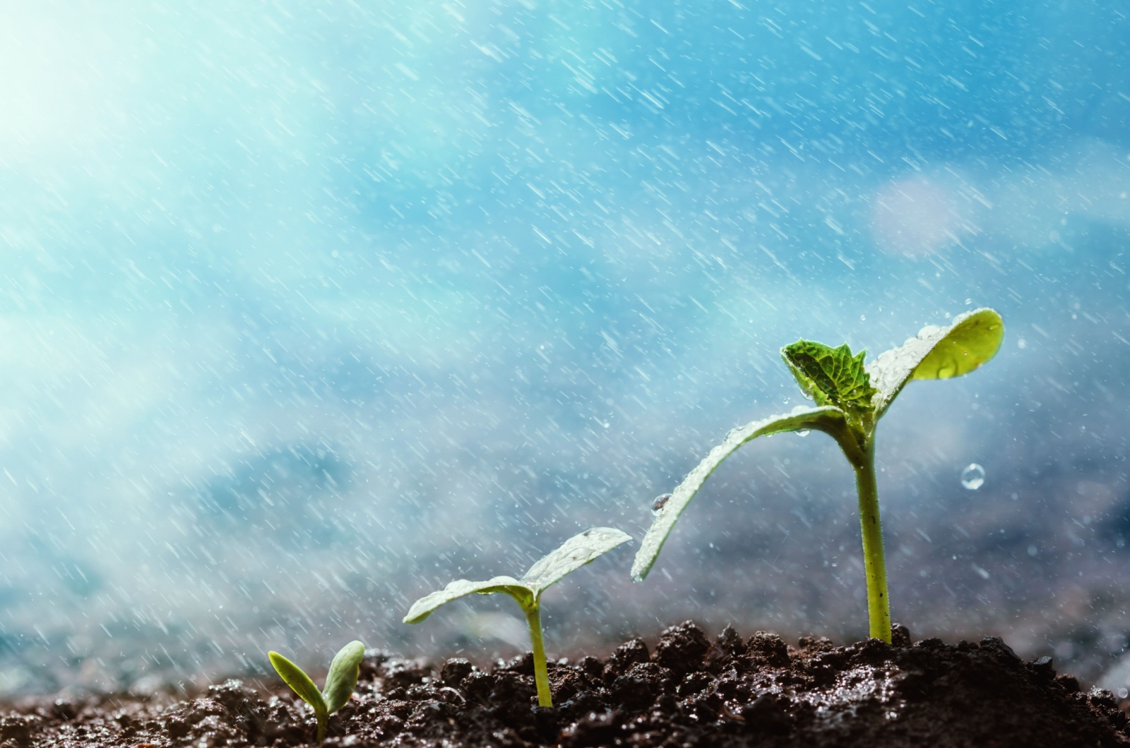 seed growing on a rain