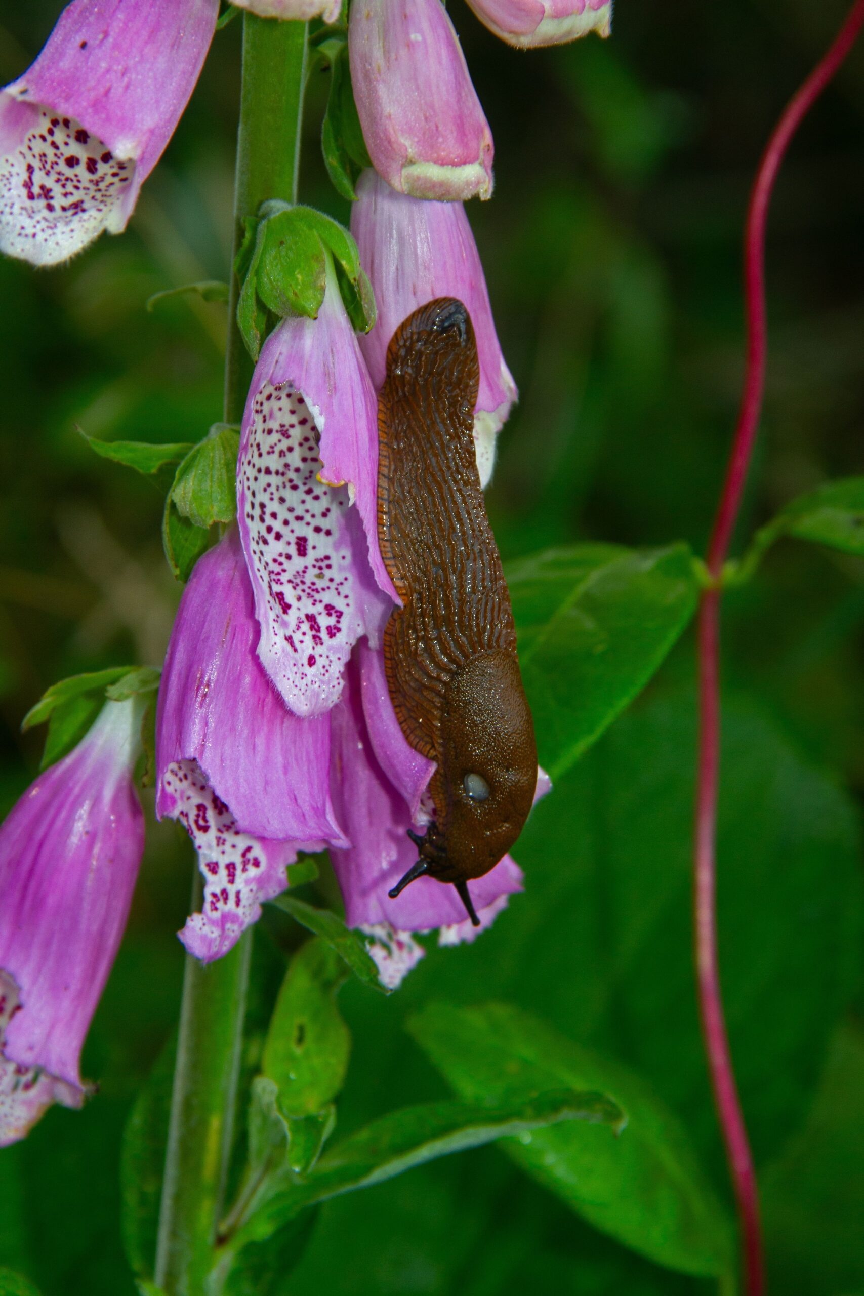 slug on foxglove flower