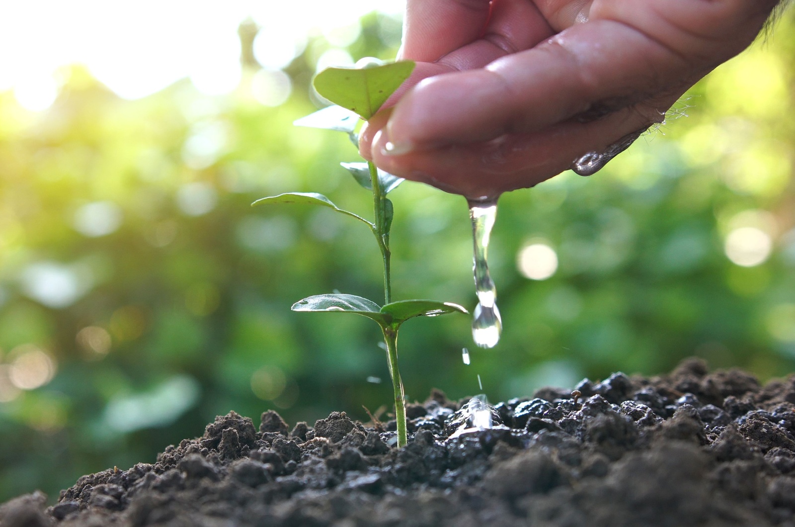 small seedling growing