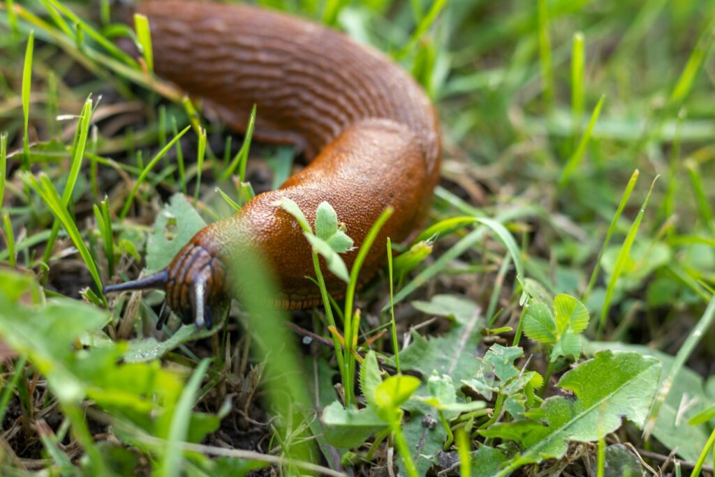 snail in the garden