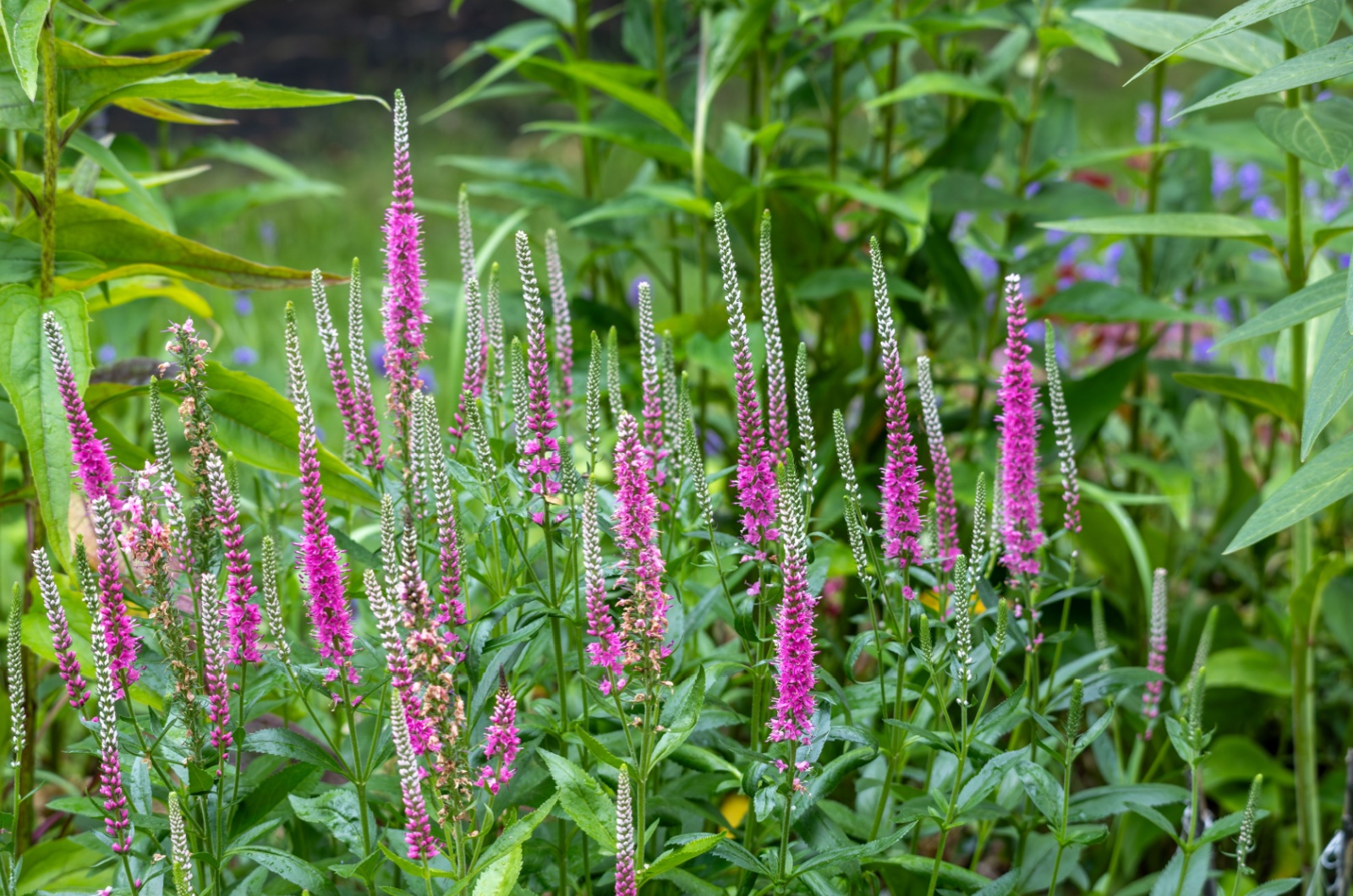 spiked speedwell in garden