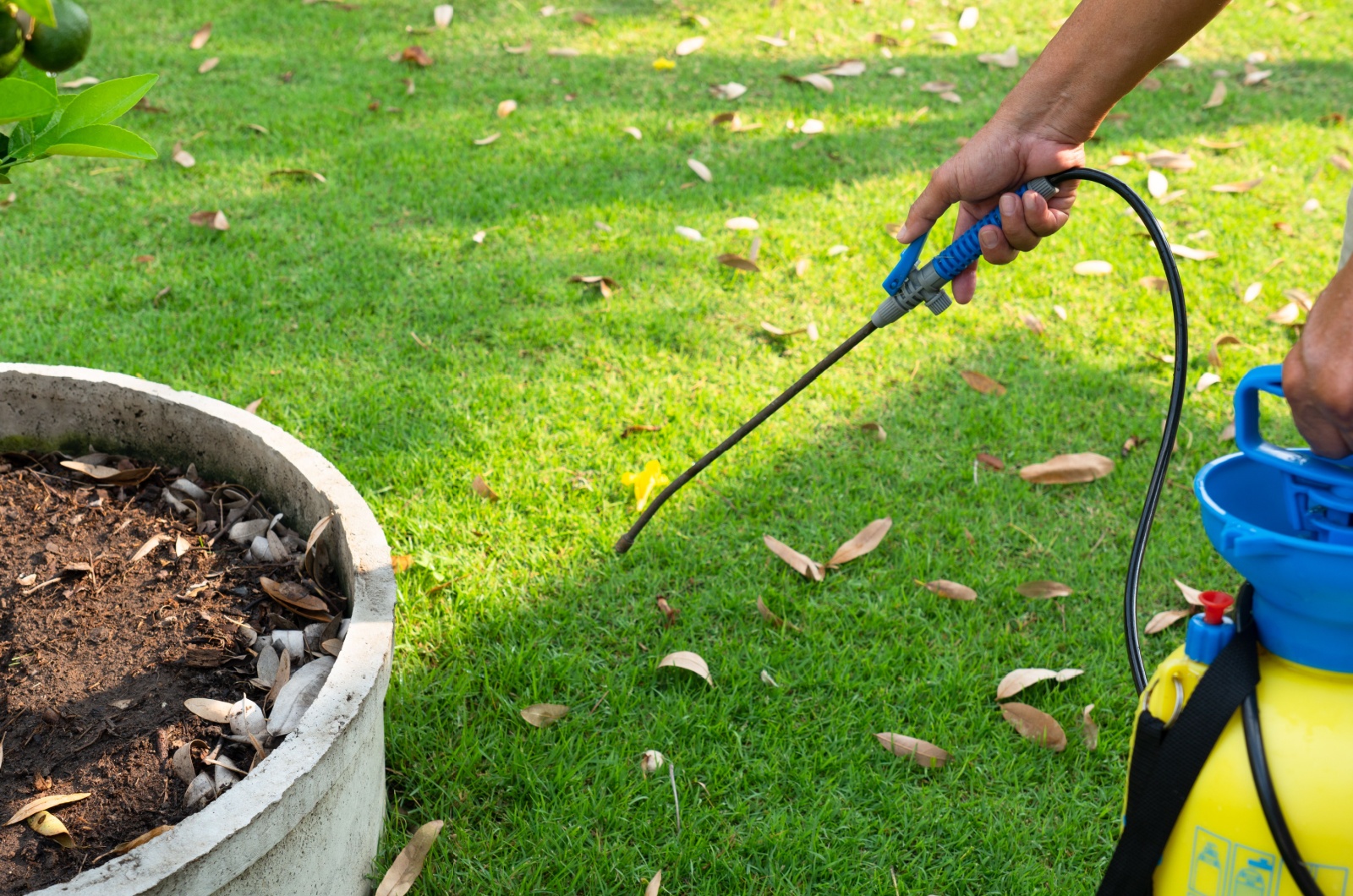 spraying herbicide on lawn