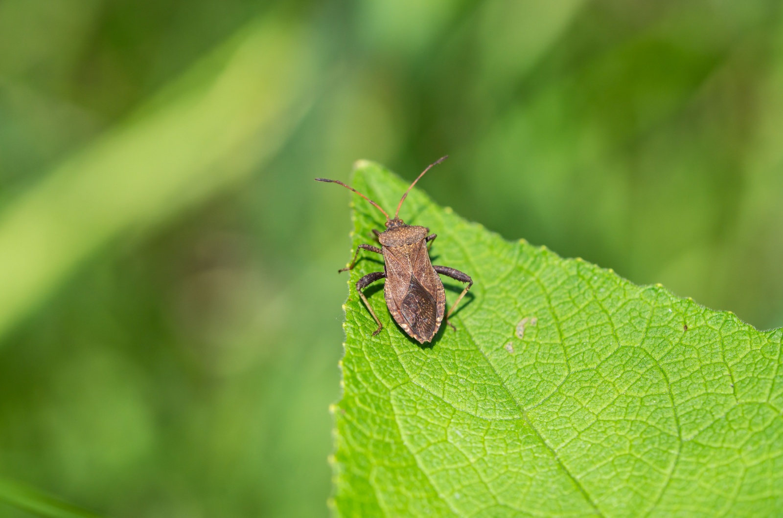 squash bug on a leaf