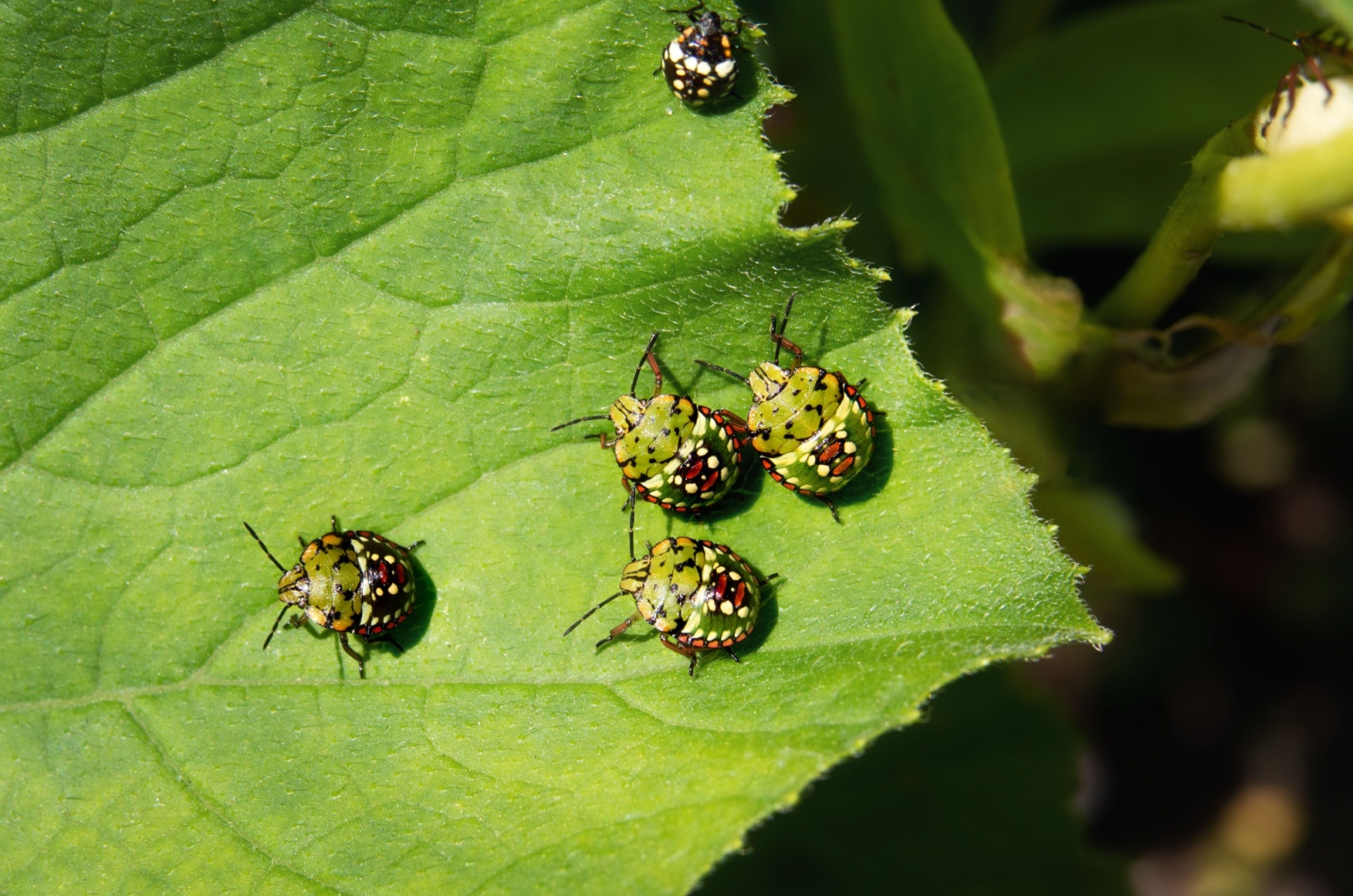 stink bugs on zucchini leaves