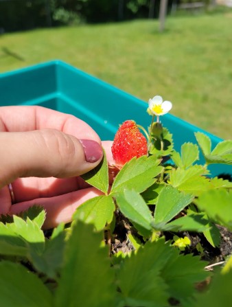 strawberry seedling in a pot