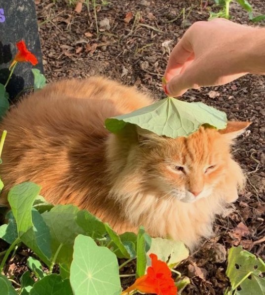 the cat is sitting, the woman puts a leaf on its head