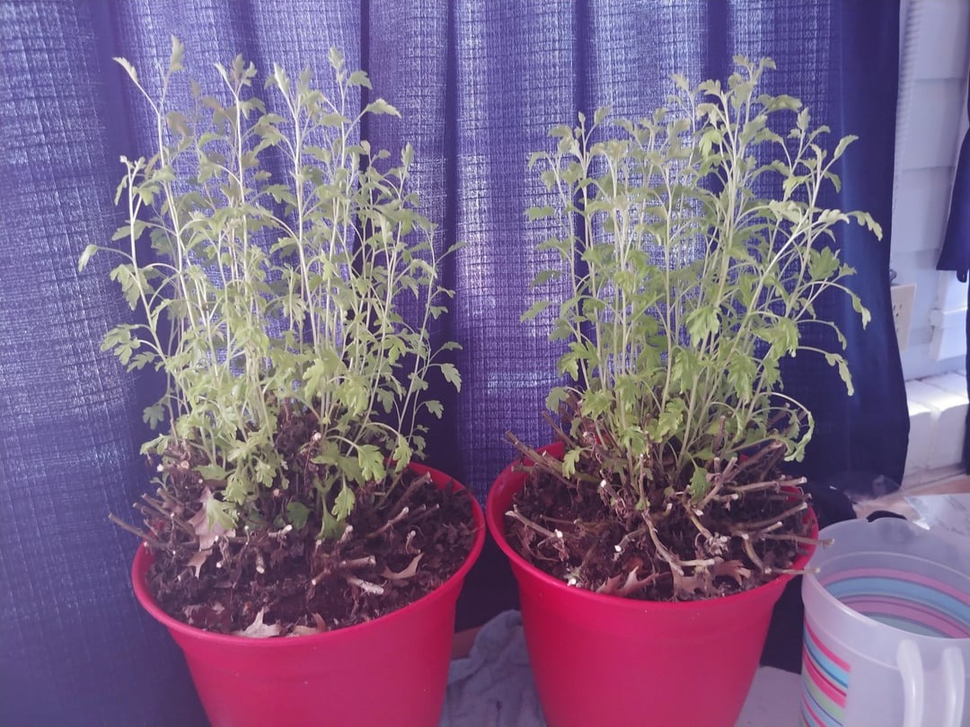 two plants in pots