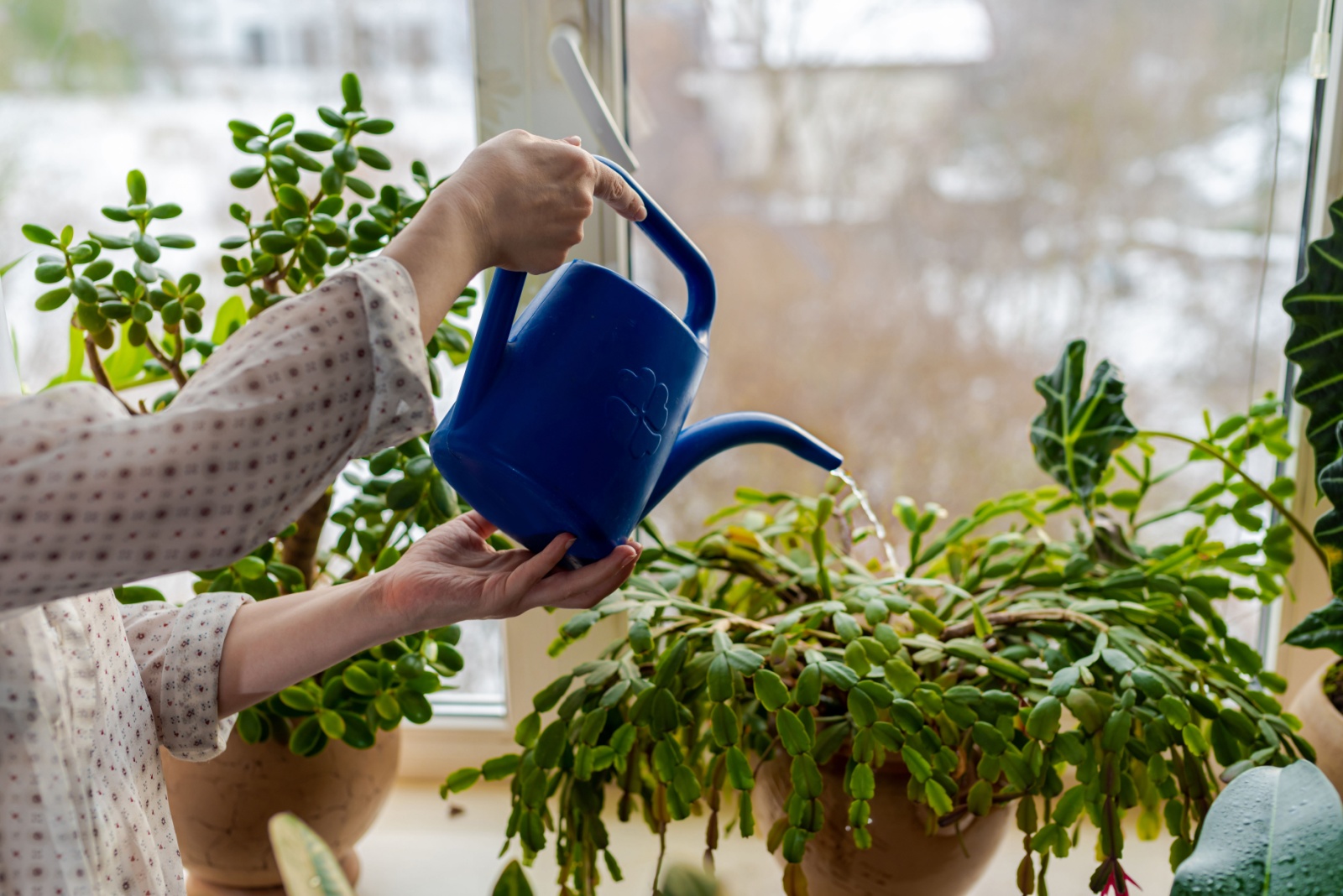 watering christmas cactus