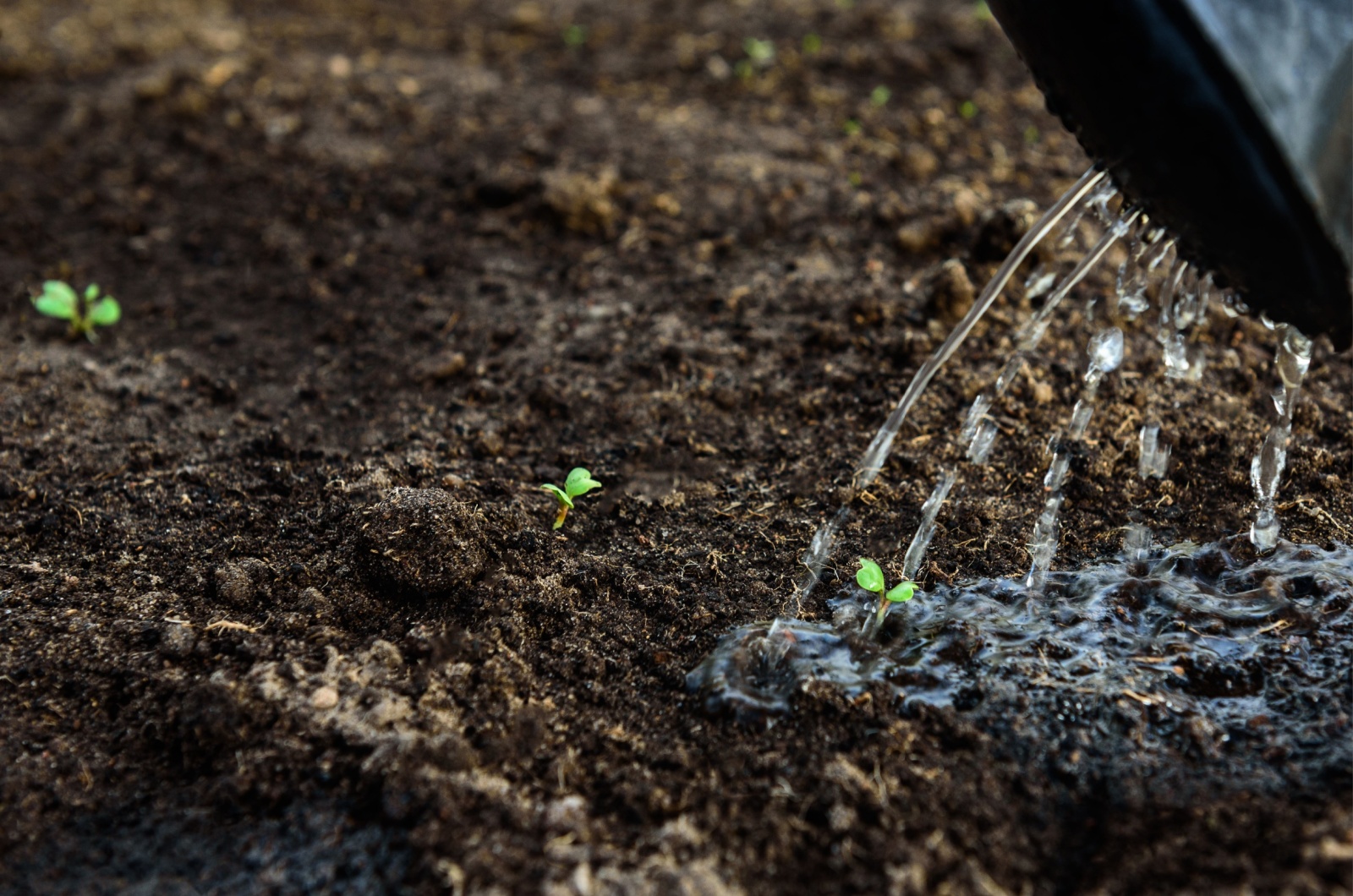 watering young radish sprouts