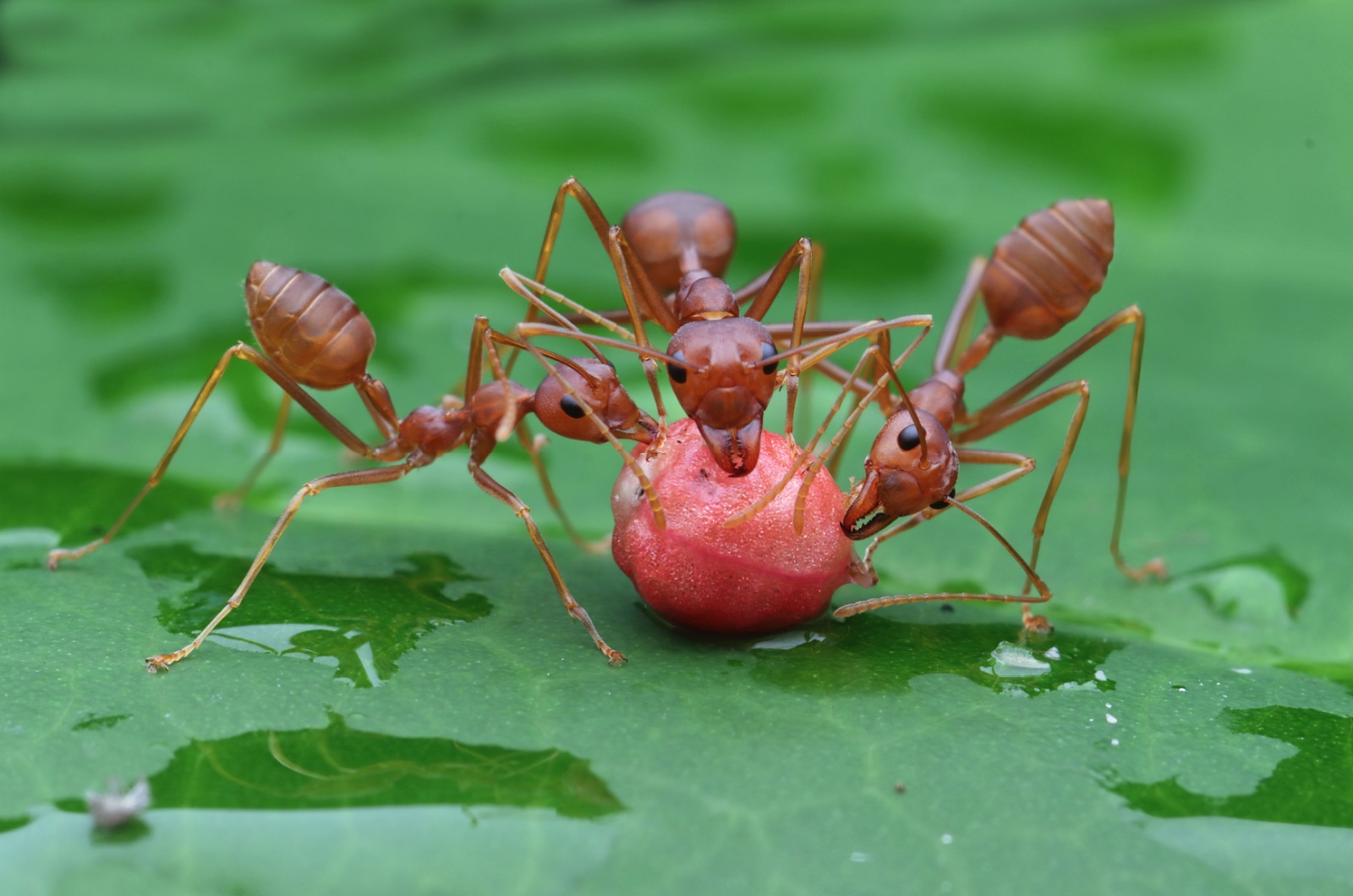 weaver ants on the leaf