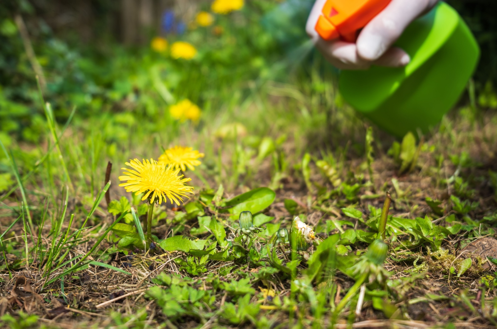 weeds in garden