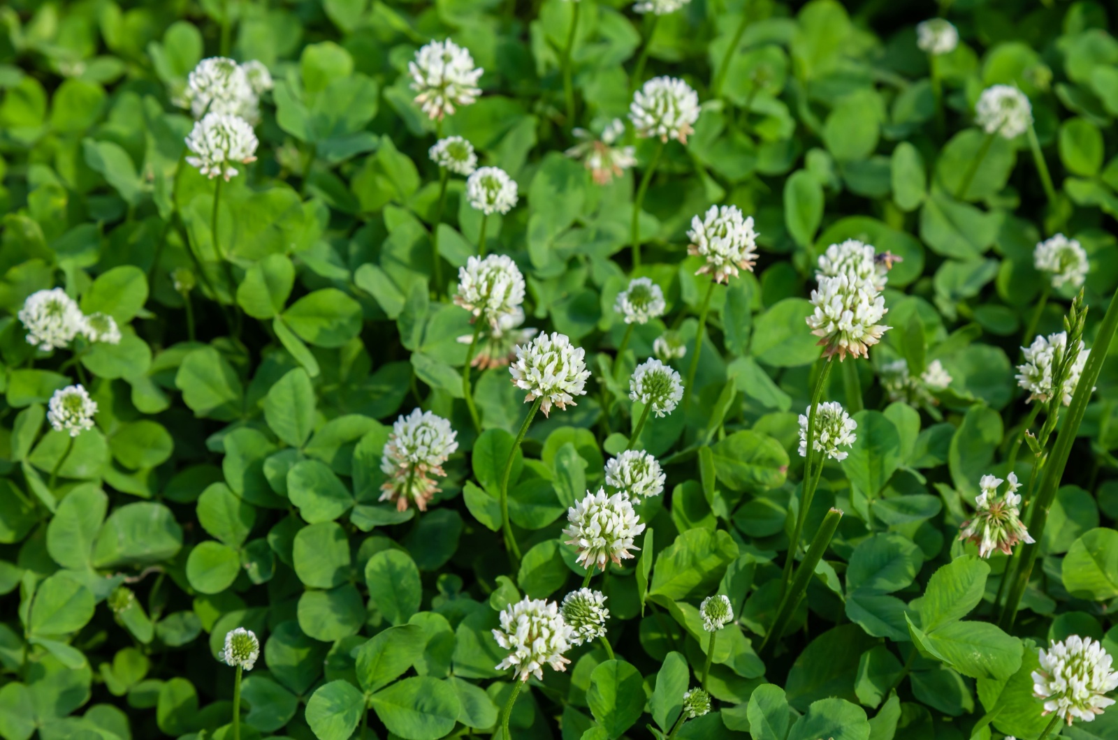 white clover flowers