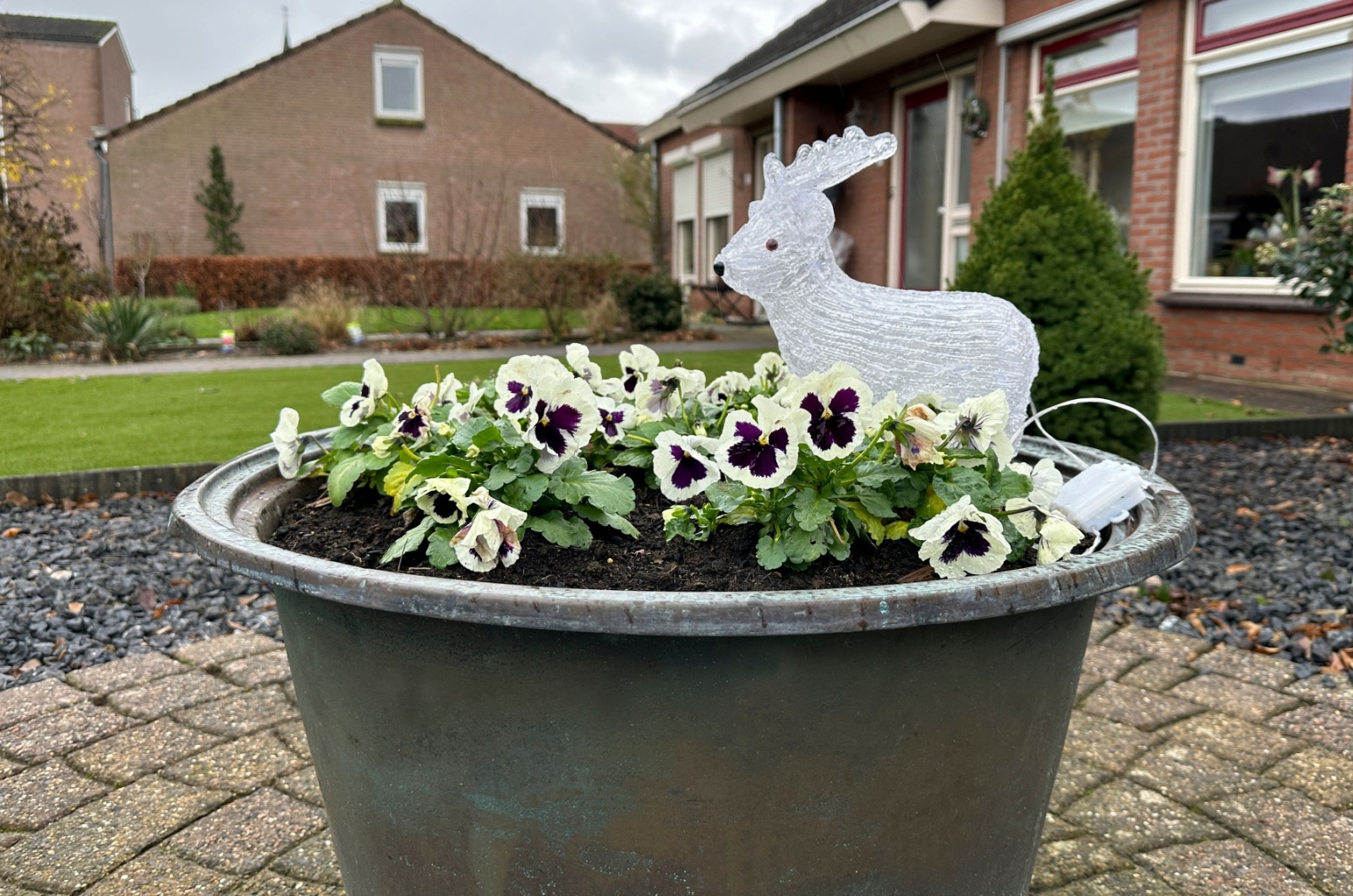 winter pansies in a pot