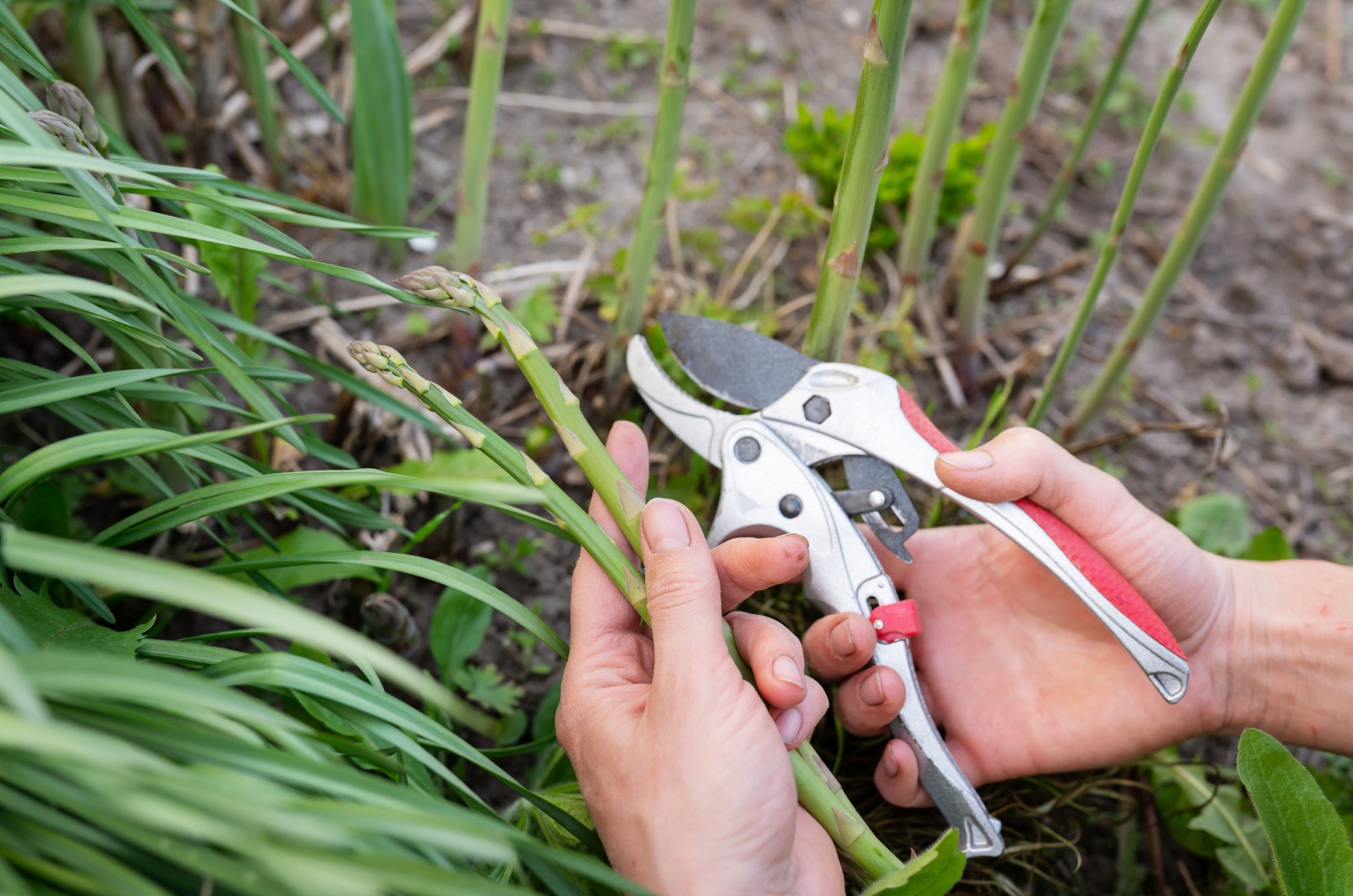 woman cutting Asparagus