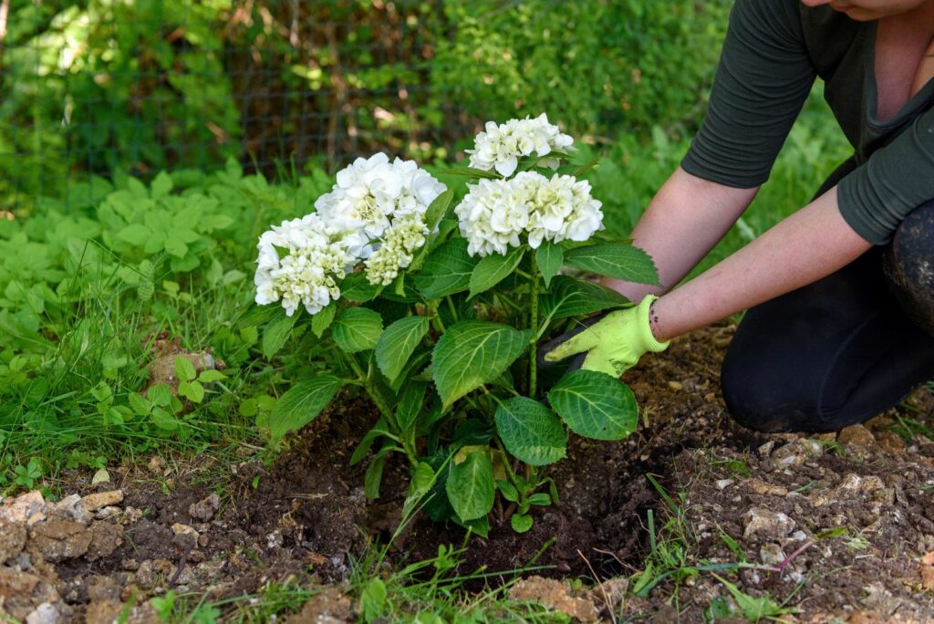 woman planting hydrangeas