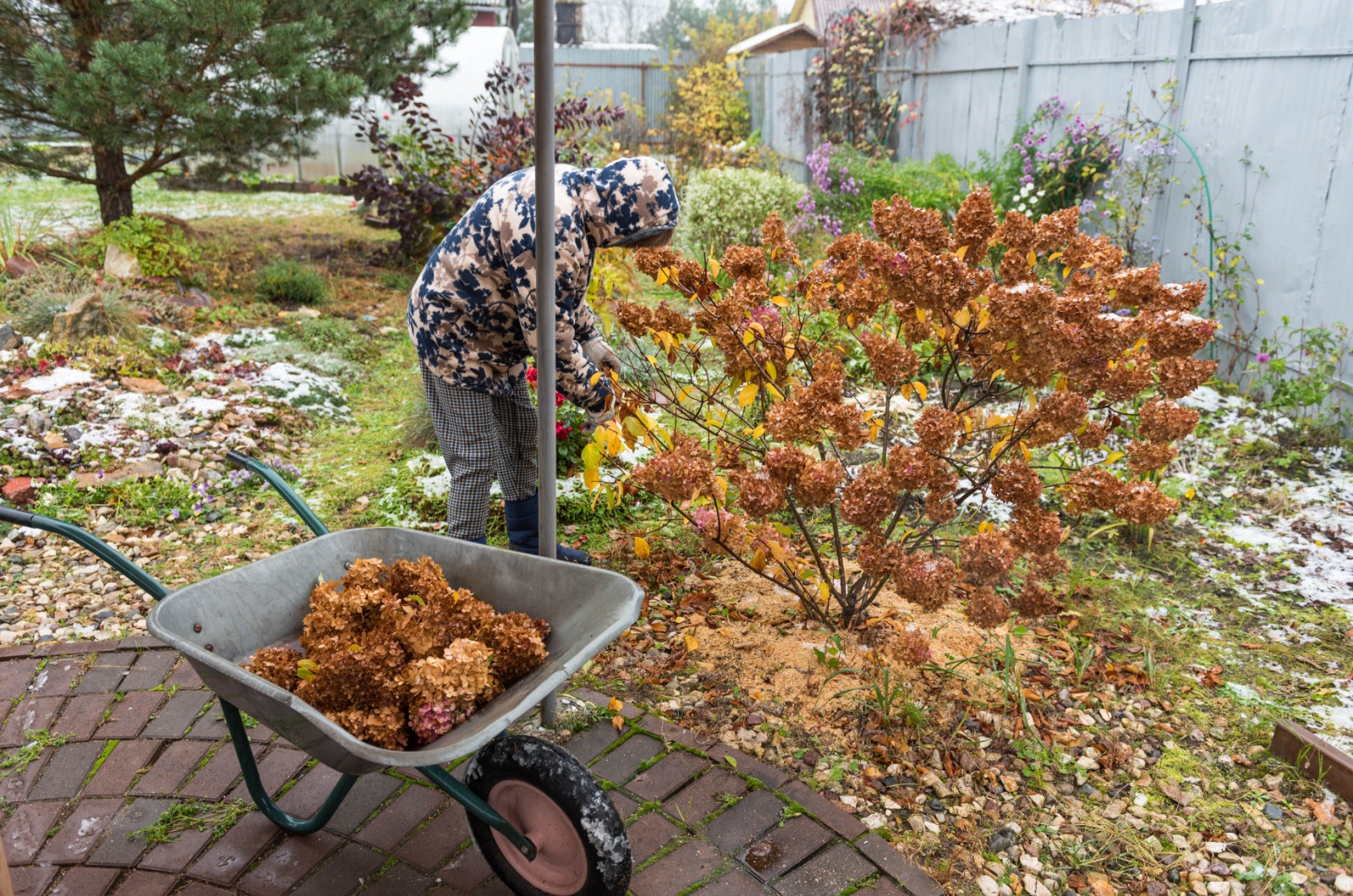 woman prunes dry hydrangea flowers