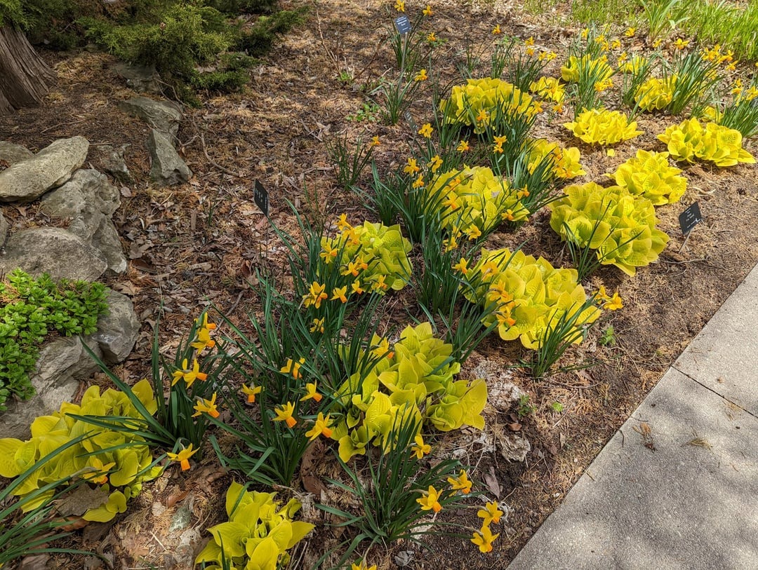 yellow daffodils blooming