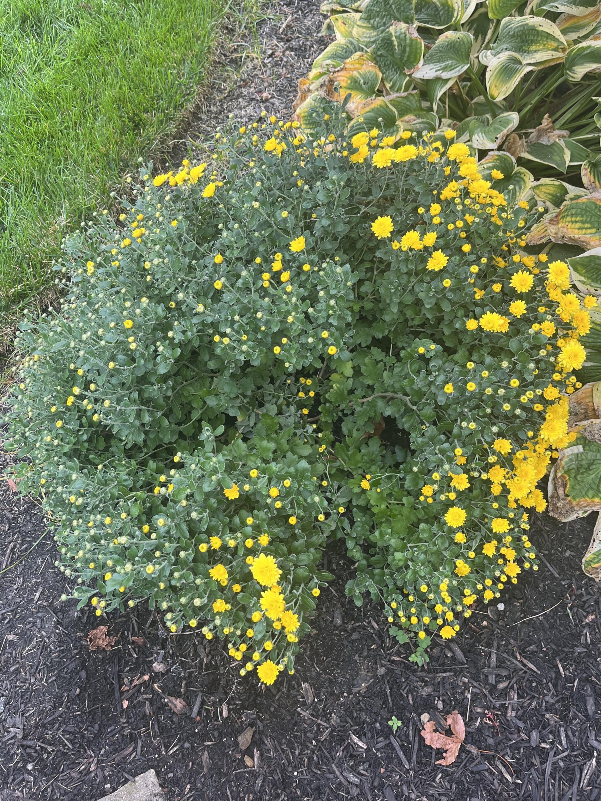 yellow mums plant