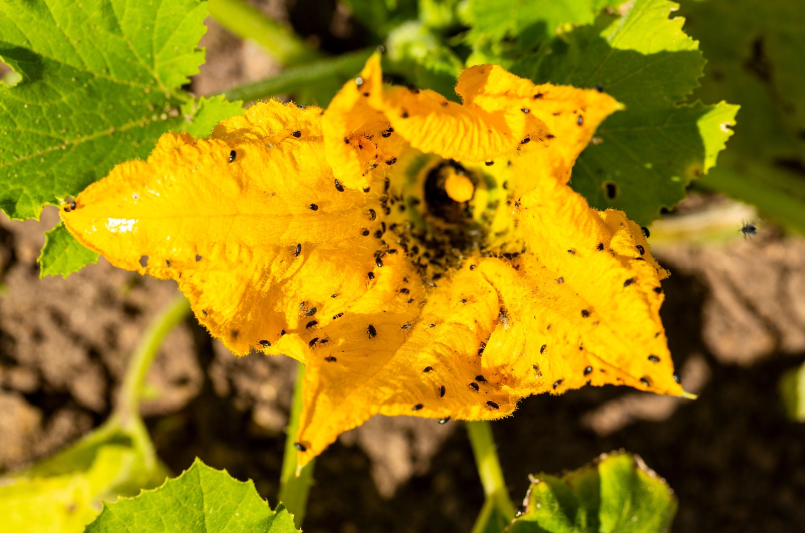 zucchini plant affected by aphids