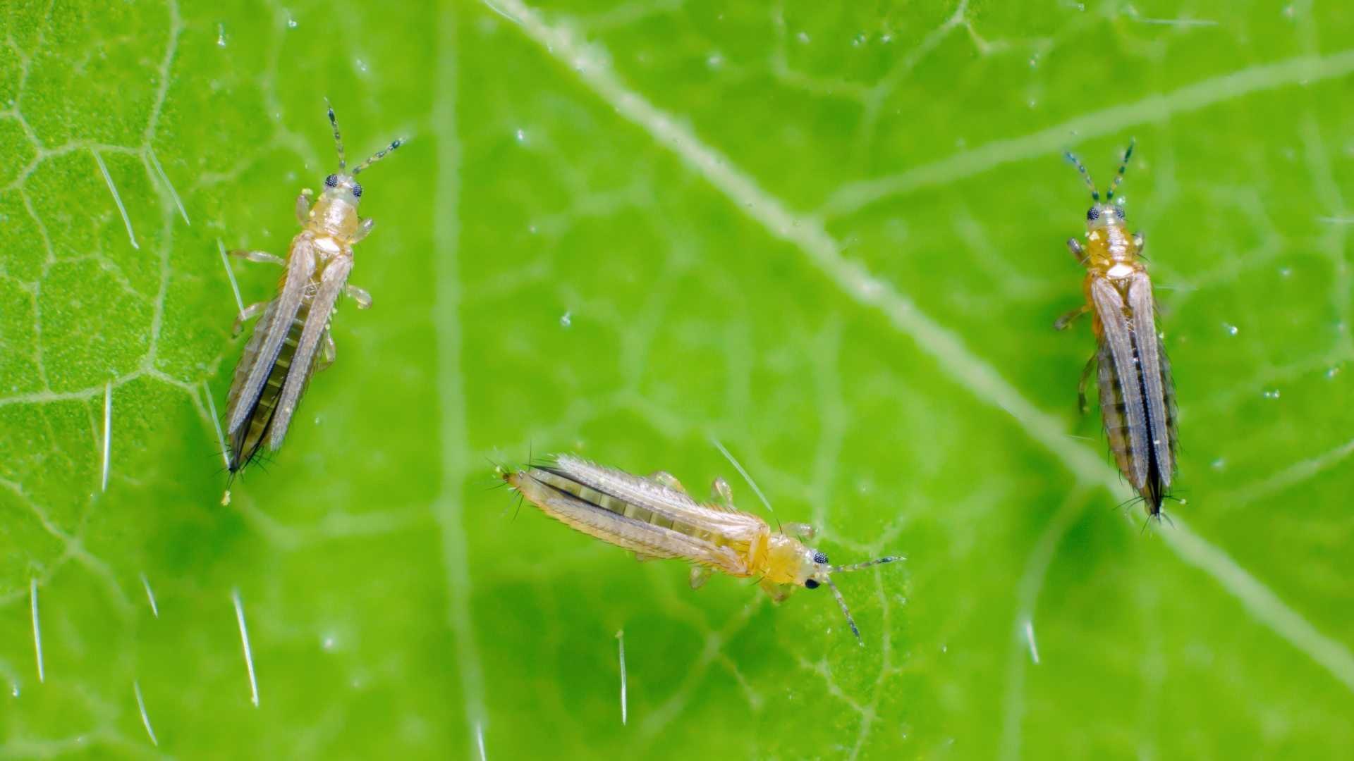 how to get rid of thrips on plants