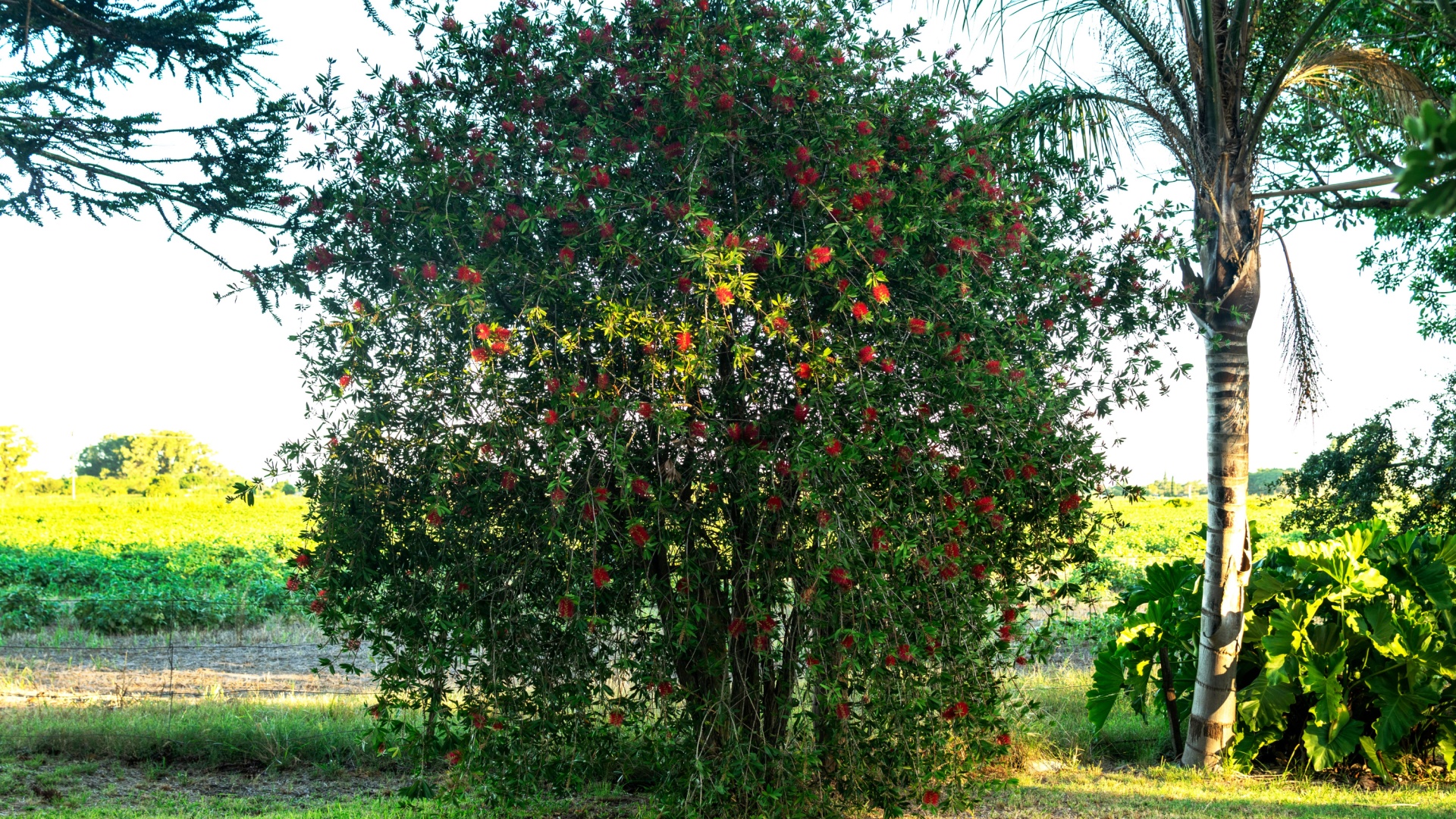 3 Most Common Bottlebrush Tree Problems You Can Easily Fix With These Brilliant Tricks 