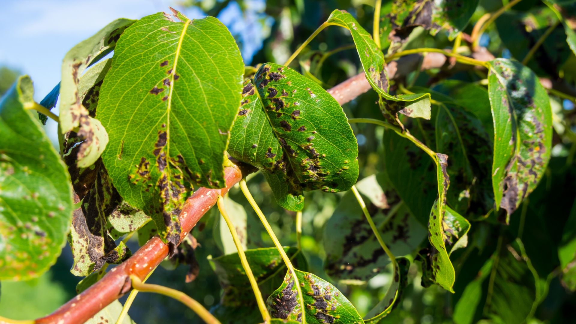 4 Brilliant Tricks You Should Use To Help Your Pear Tree Overcome Common Problems For A Sweet Late-Season Harvest