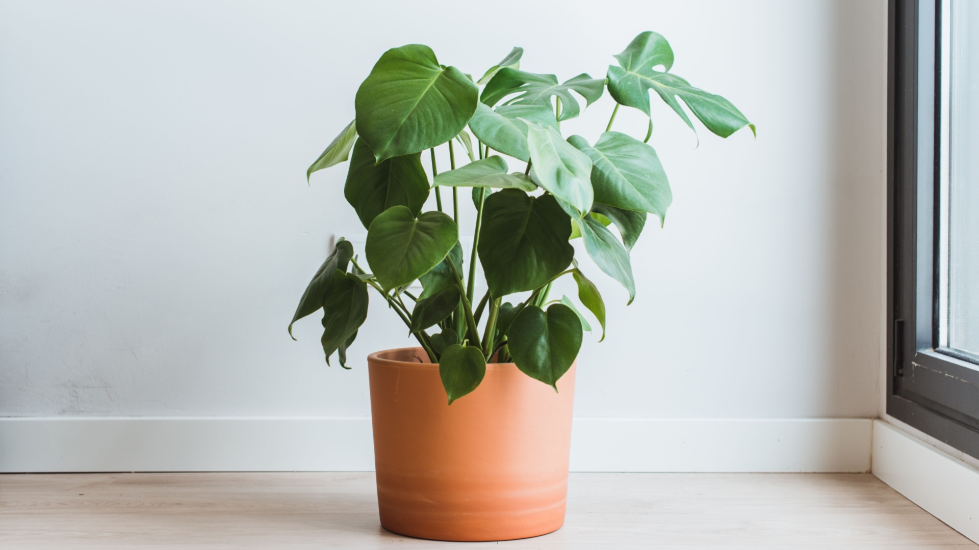 potted plant indoors