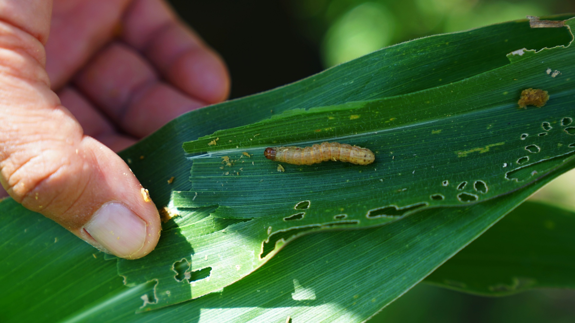 4 Common Pests You Should Watch Out For This Fall And Easy Ways To Get Rid Of Them 