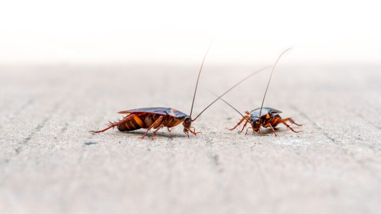 photo of two cockroaches
