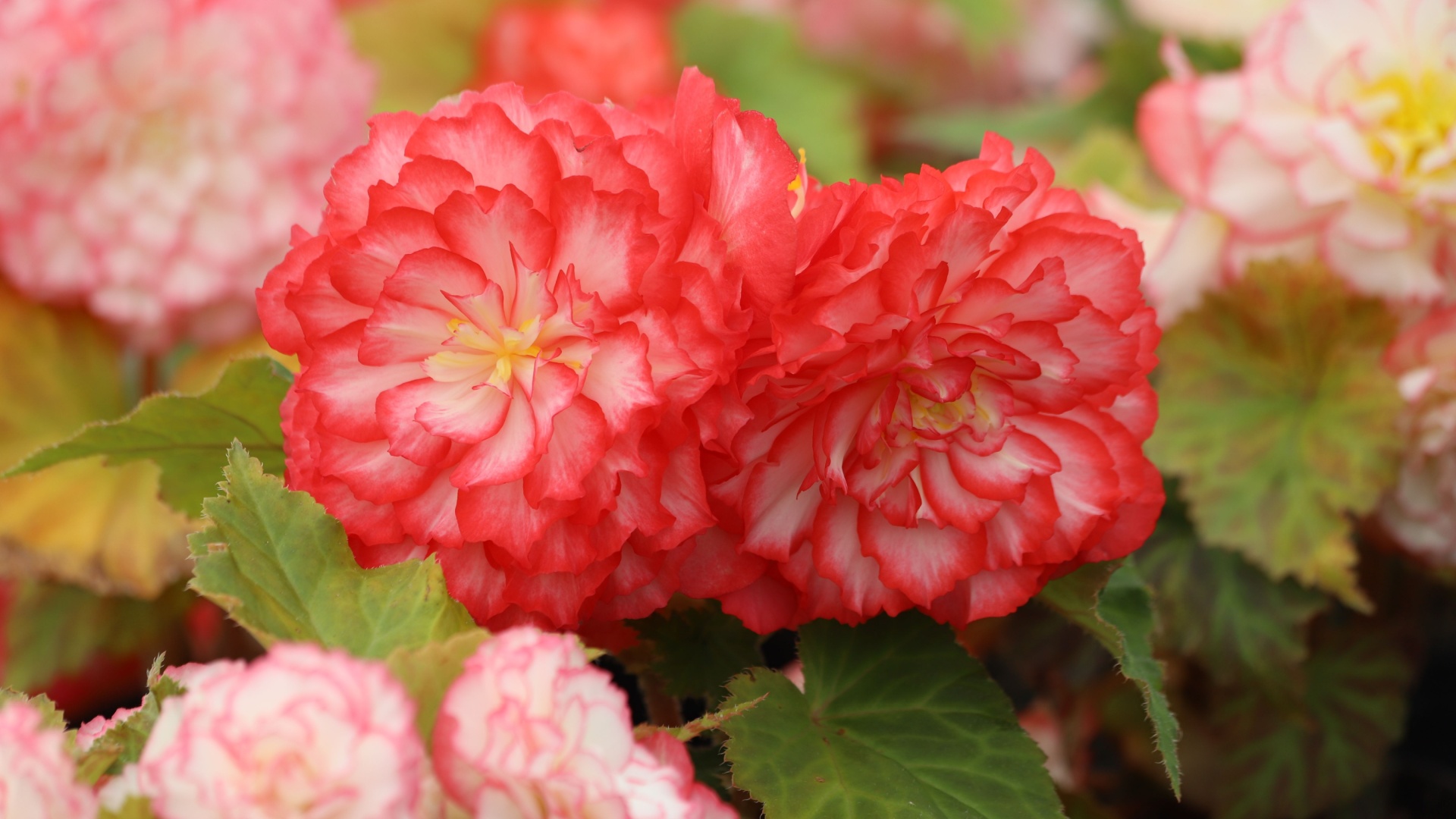 4 Must-Do Steps To Overwinter Your Tuberous Begonias For Attractive Blooms Throughout The Summer