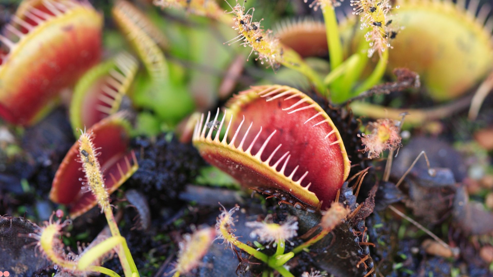 4 Mysterious Carnivorous Houseplants That Will Turn Your Home Into A Mini Jungle