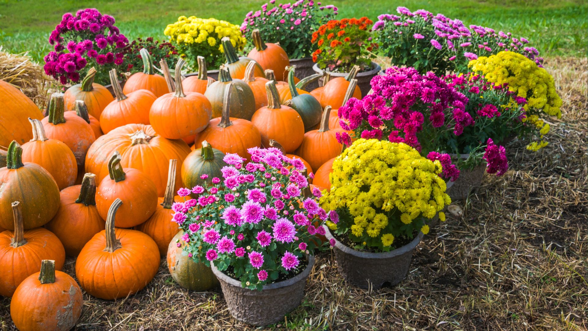 5 Gorgeous Flowers You Can Plant In October For A Spectacular Flower Display