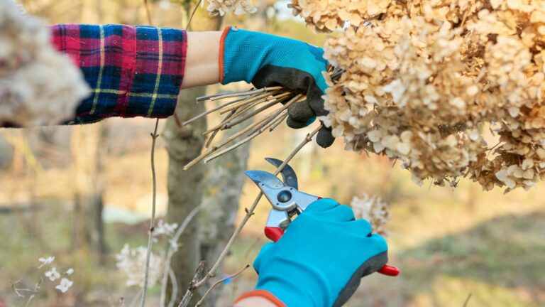 Pruning Hydrangea