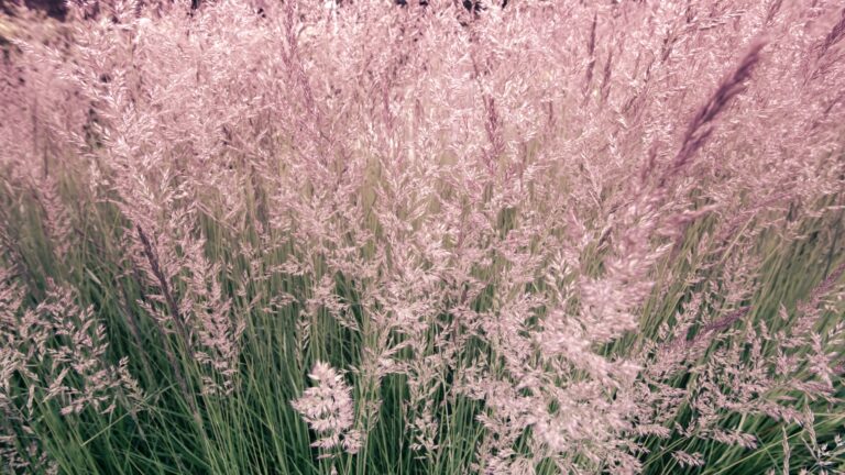 pink grass