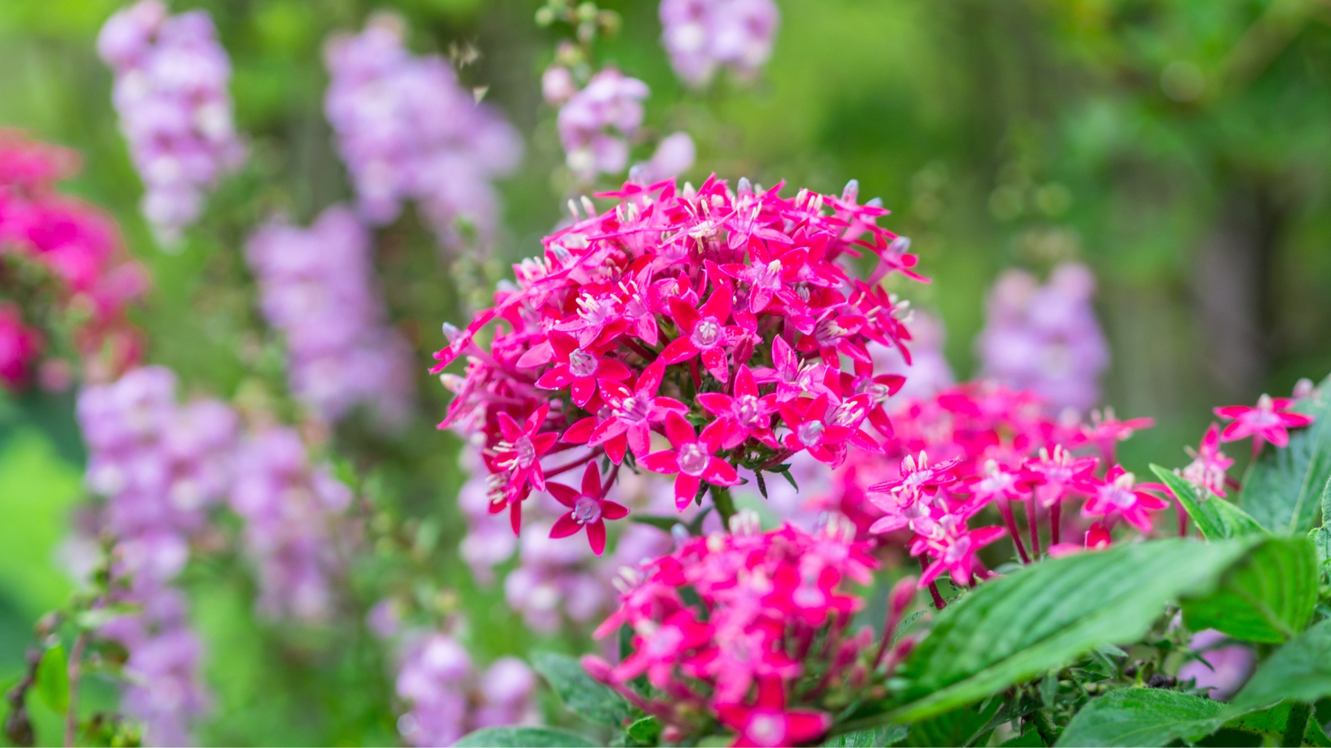 9 Flowers That Can Bloom Year Round