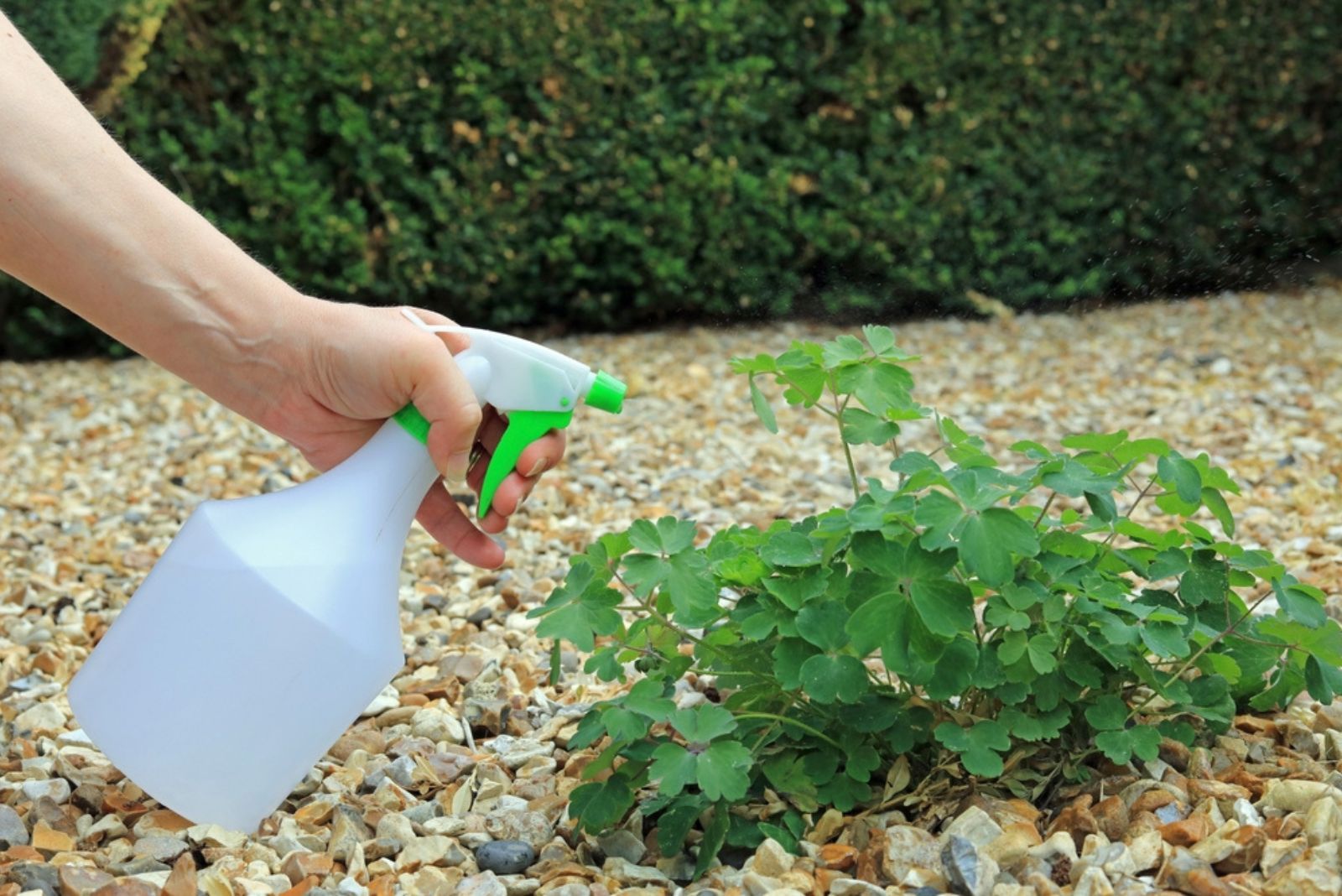 A Spray Bottle Being Used By A Gardener To Clear A Garden Weed