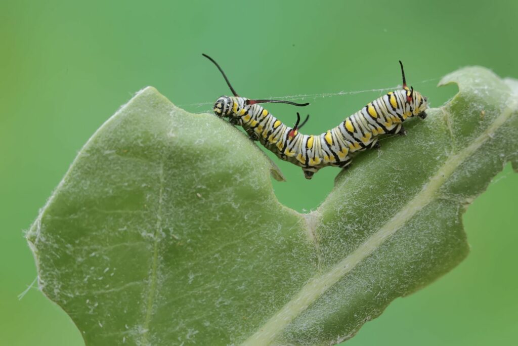 A monarch butterfly caterpillar eating a young leaf