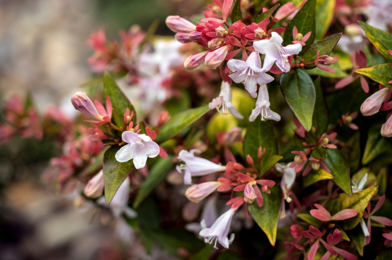 Abelia grandiflora flowers