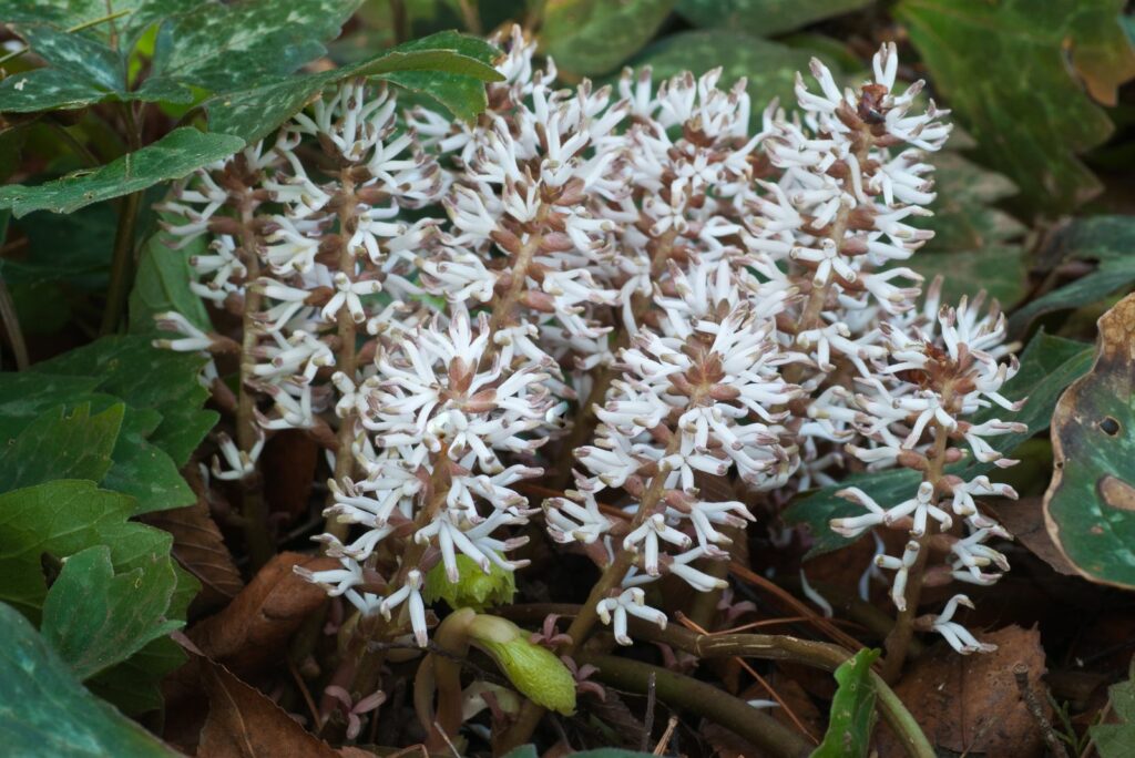 Alleghenny spurge blossoms