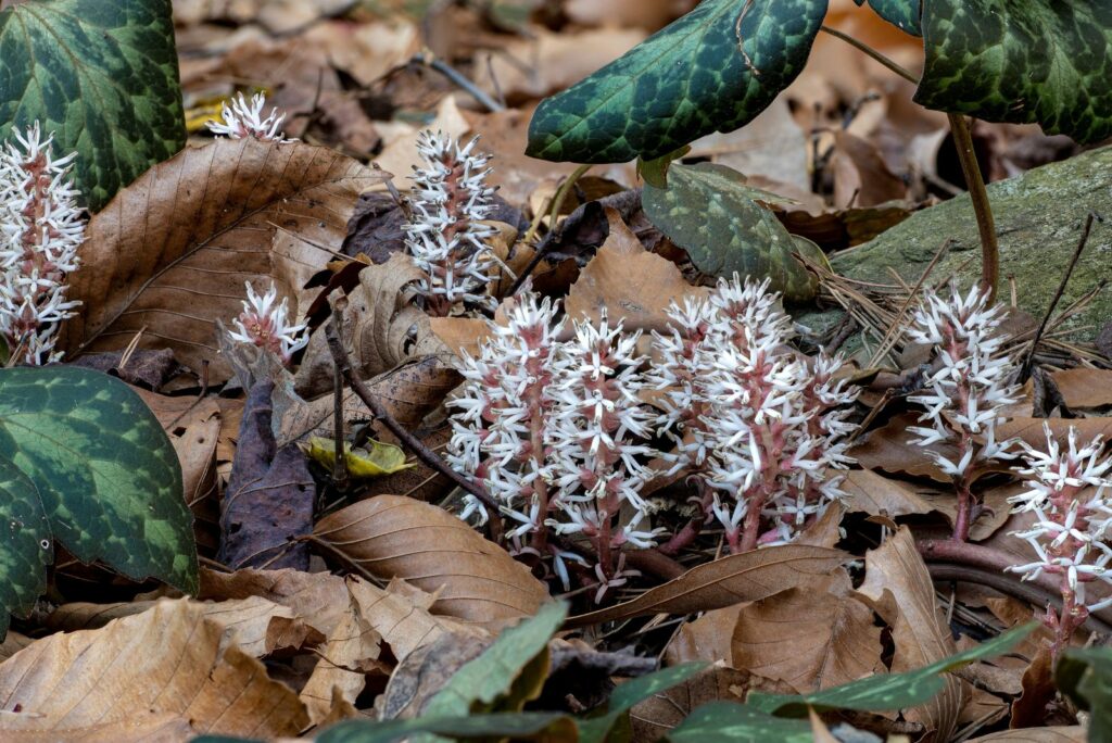 Alleghenny spurge blossoms, with leaves from previous season