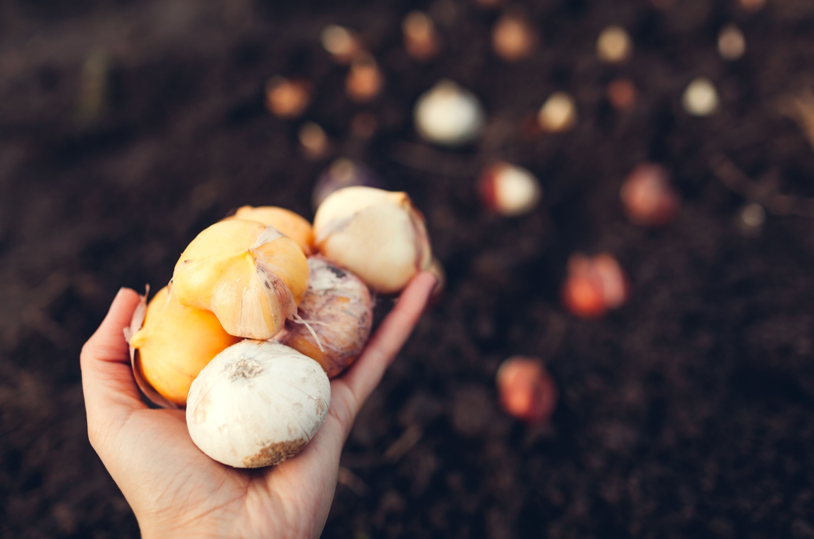 Allium Bulbs  